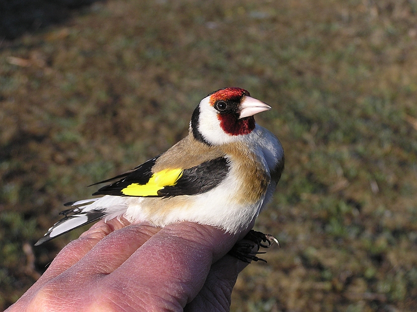 European Goldfinch, Sundre 20050510